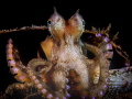   This another photo coconut octopus seashell. Taken Anilao Pier Batangas Philippines. seashell Philippines  